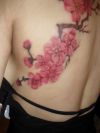 sakura tattoo desing